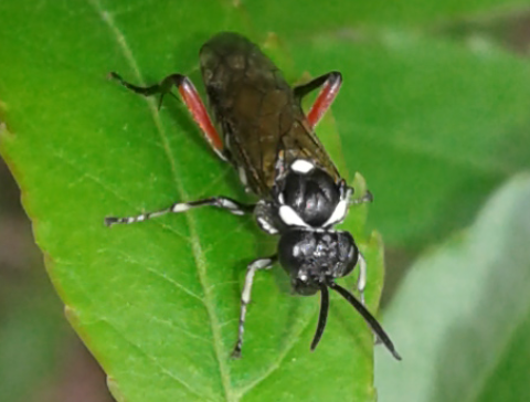 Tenthredinidae : Macrophya punctumalbum? s!